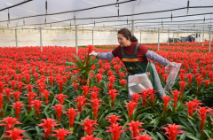 是中国花草财产参取全球合作的主要根本